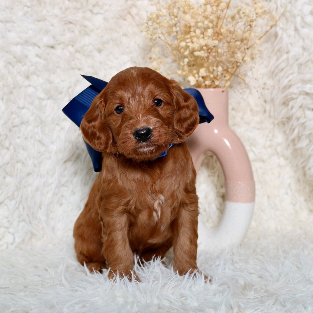 Golden Doodle Puppy