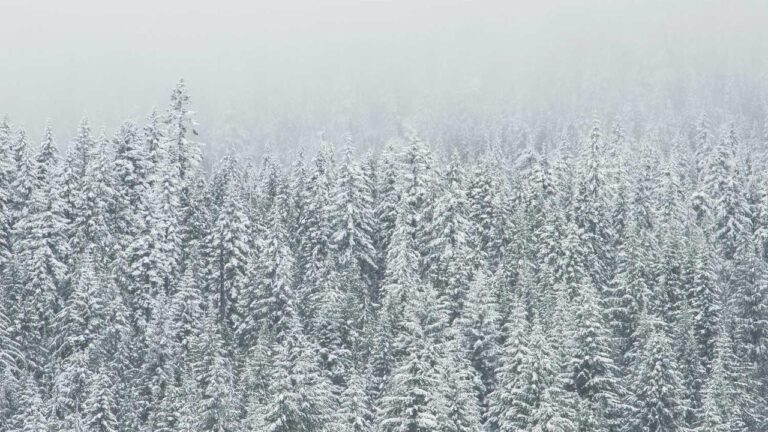 How Do I Install The 99 Exch App On Android Or Iphone?