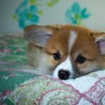 99exch Review: How India’s Emerging Exchange Platform is Transforming Digital Trading